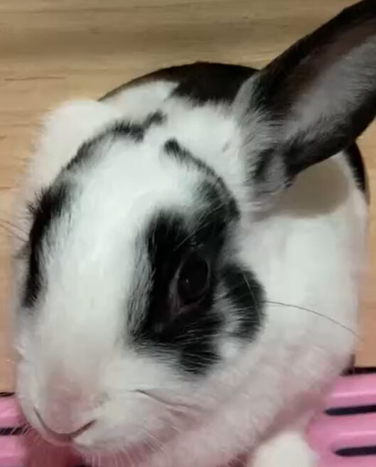 こころみたすペット思い出セレモニーにて葬儀したペットちゃん | ラピちゃん