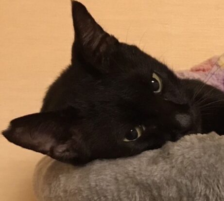 くうくん | こころみたす ペット思い出セレモニー