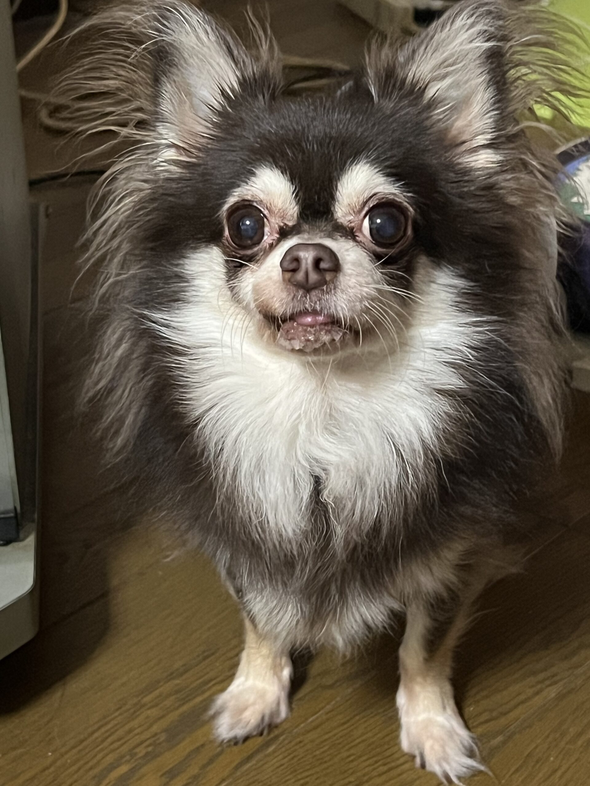 こころみたすペット思い出セレモニーにて葬儀したペットちゃん | マリーちゃん