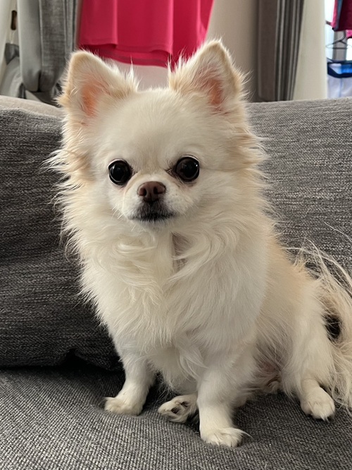 こころみたすペット思い出セレモニーにて葬儀したペットちゃん | ハートちゃん