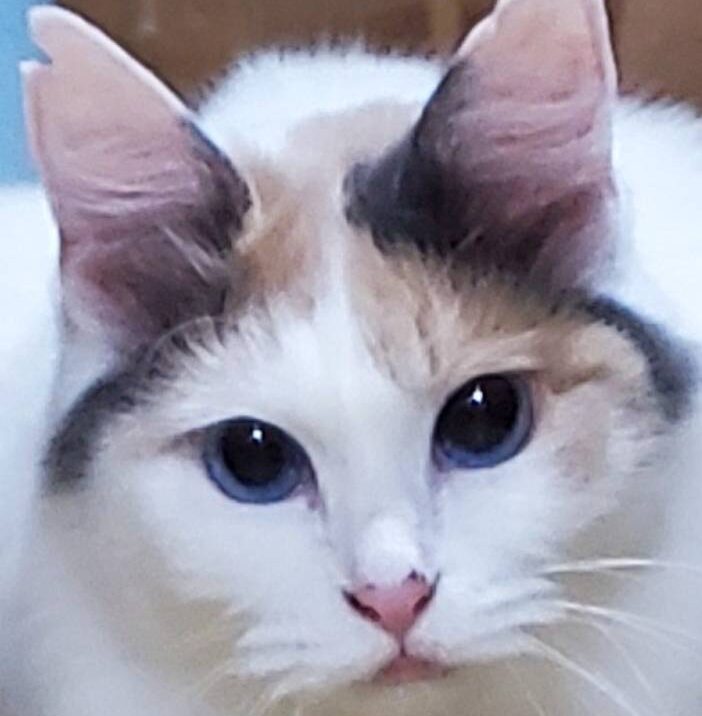 こころみたすペット思い出セレモニーにて葬儀したペットちゃん | もふちゃん