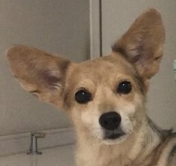 こころみたすペット思い出セレモニーにて葬儀したペットちゃん | モモちゃん