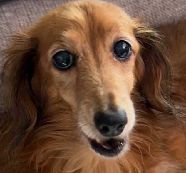 こころみたすペット思い出セレモニーにて葬儀したペットちゃん | ののちゃん