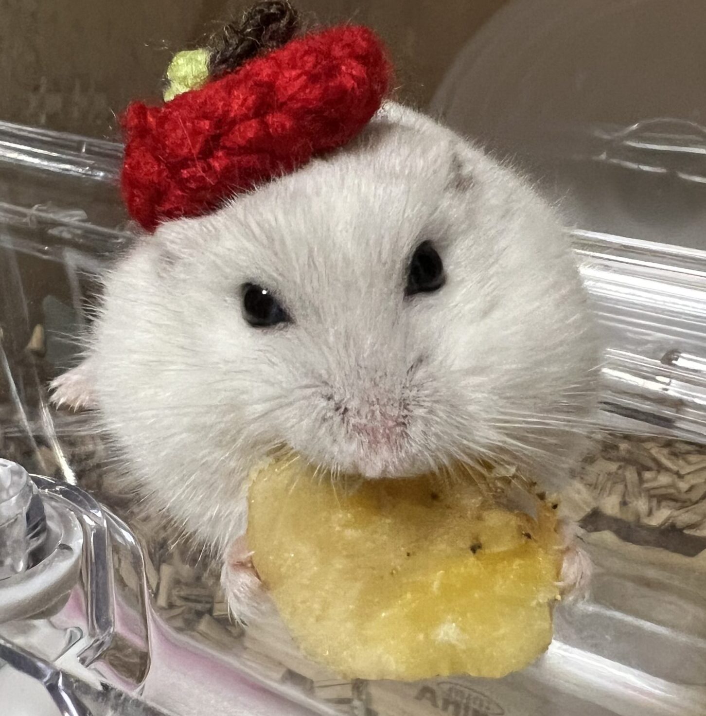 白玉くん | こころみたす ペット思い出セレモニー
