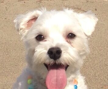 こころみたすペット思い出セレモニーにて葬儀したペットちゃん | トゥッティくん