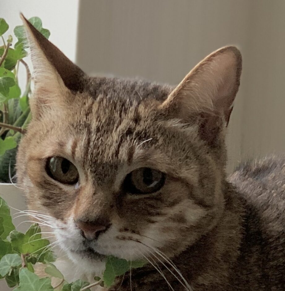 こころみたすペット思い出セレモニーにて葬儀したペットちゃん | サスケくん