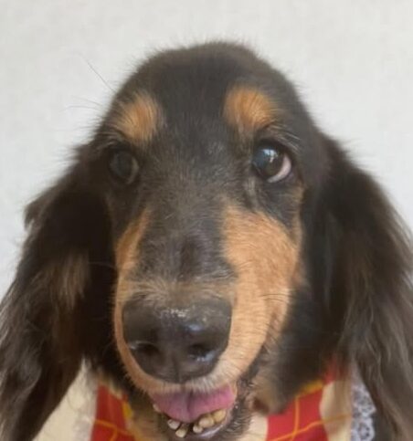 ニコちゃん | こころみたす ペット思い出セレモニー