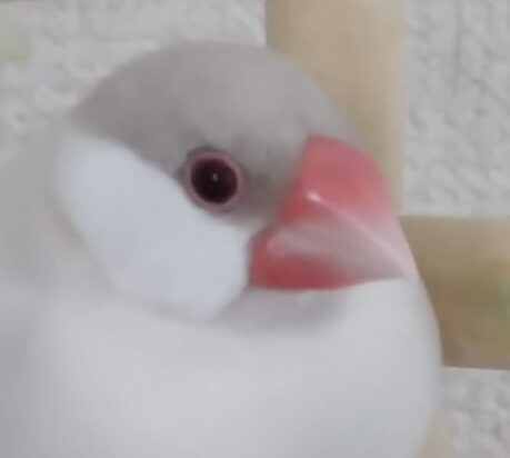 シロちゃん | こころみたす ペット思い出セレモニー