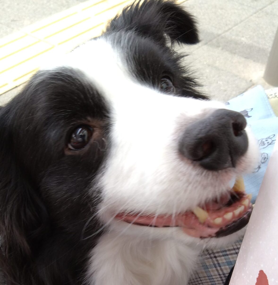 こころみたすペット思い出セレモニーにて葬儀したペットちゃん | Arcくん