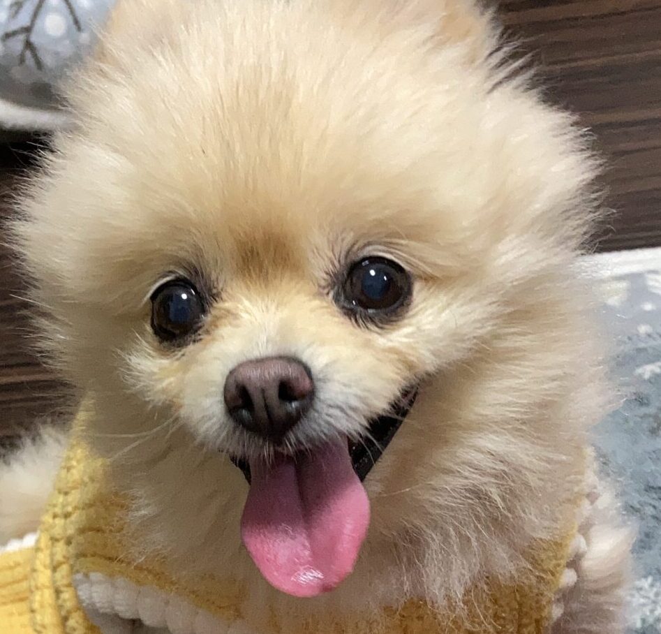 ララちゃん | こころみたす ペット思い出セレモニー