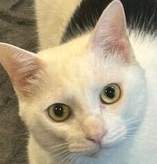 アポロくん | こころみたす ペット思い出セレモニー