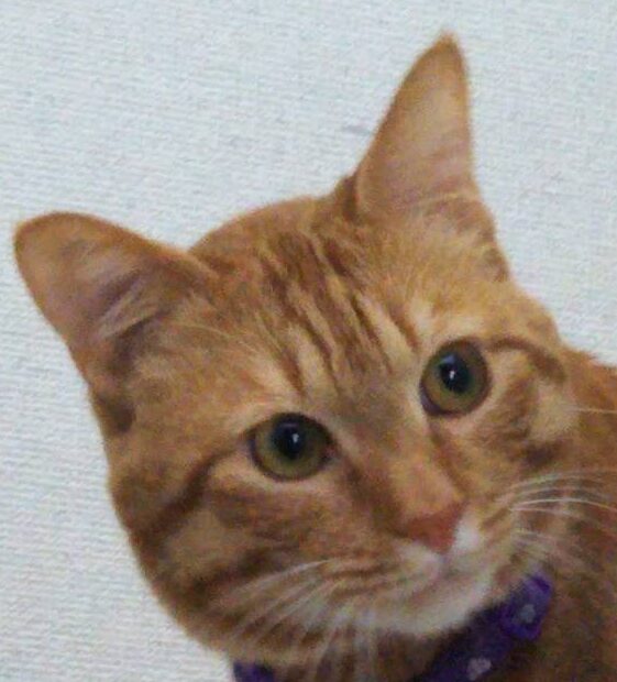 こころみたすペット思い出セレモニーにて葬儀したペットちゃん | みーくん