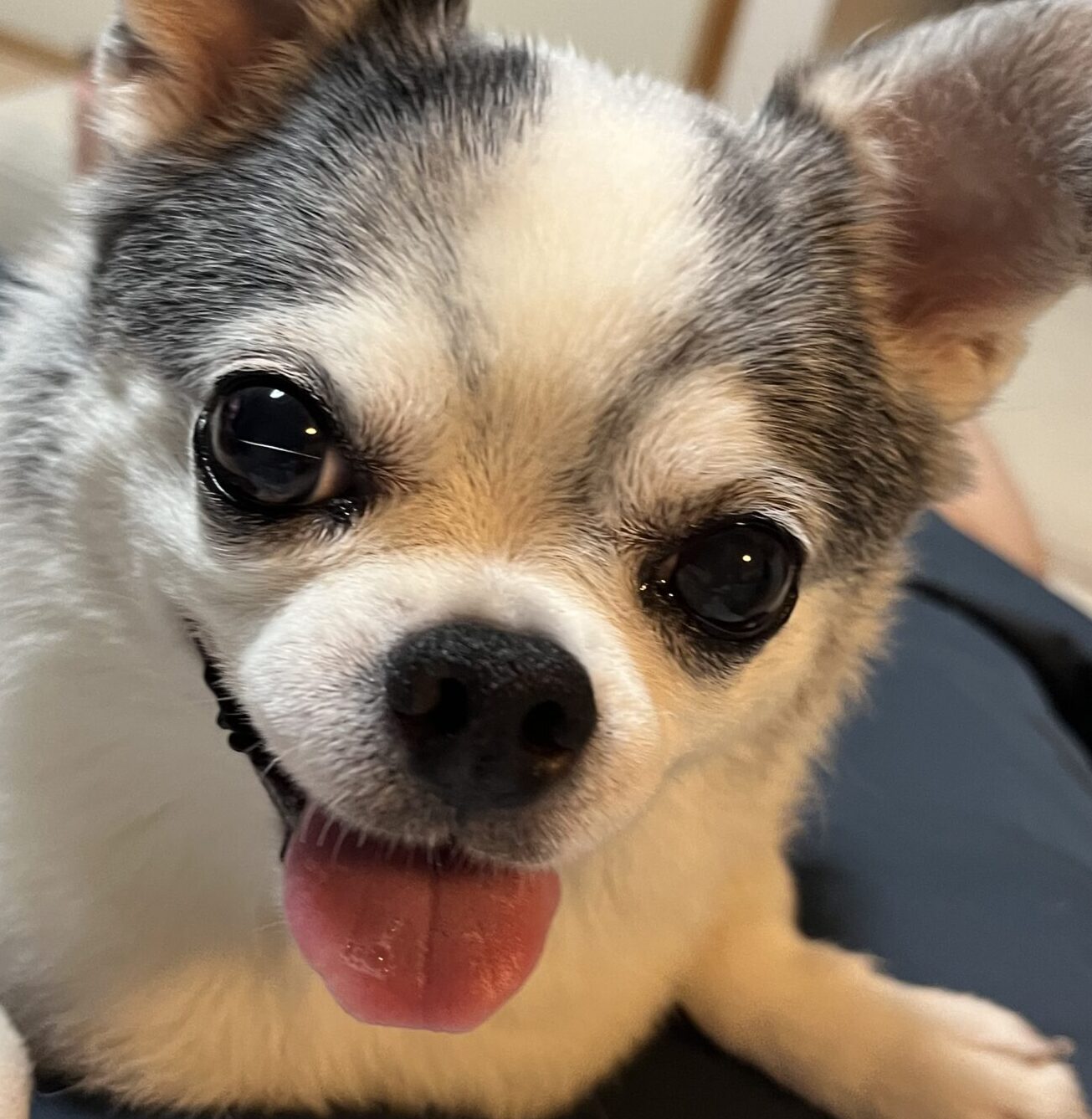 こころみたすペット思い出セレモニーにて葬儀したペットちゃん | ティトくん