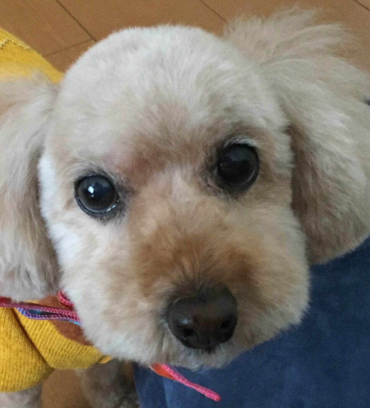 こころみたすペット思い出セレモニーにて葬儀したペットちゃん | ドーゴちゃん