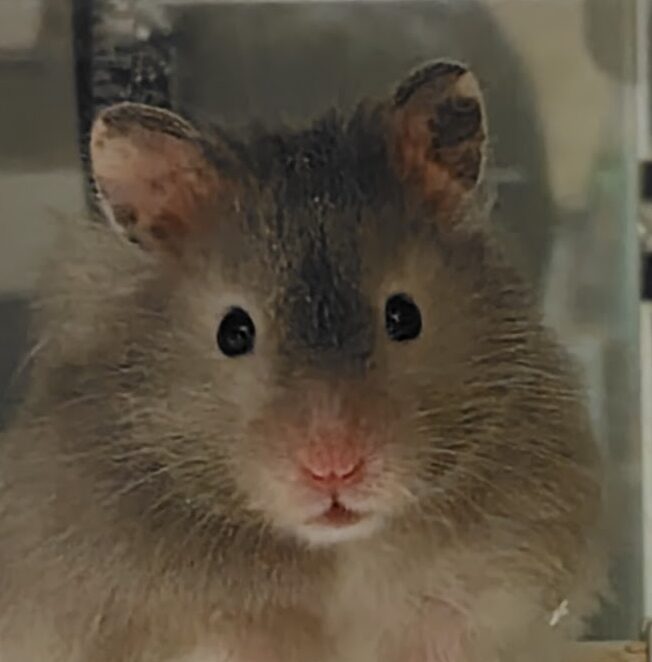 こころみたすペット思い出セレモニーにて葬儀したペットちゃん | みかんくん