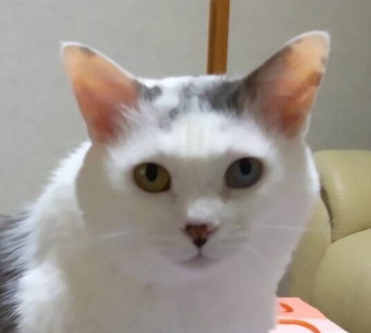 トキちゃん