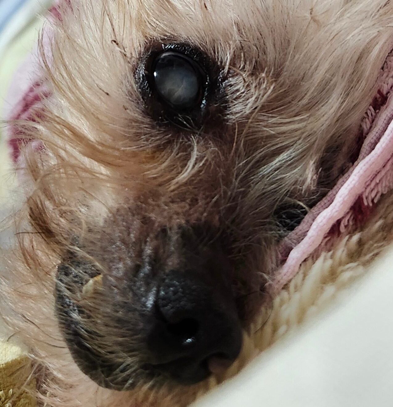 こころみたすペット思い出セレモニーにて葬儀したペットちゃん | じいくん