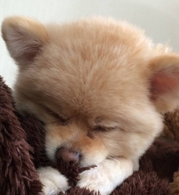 ししまるくん