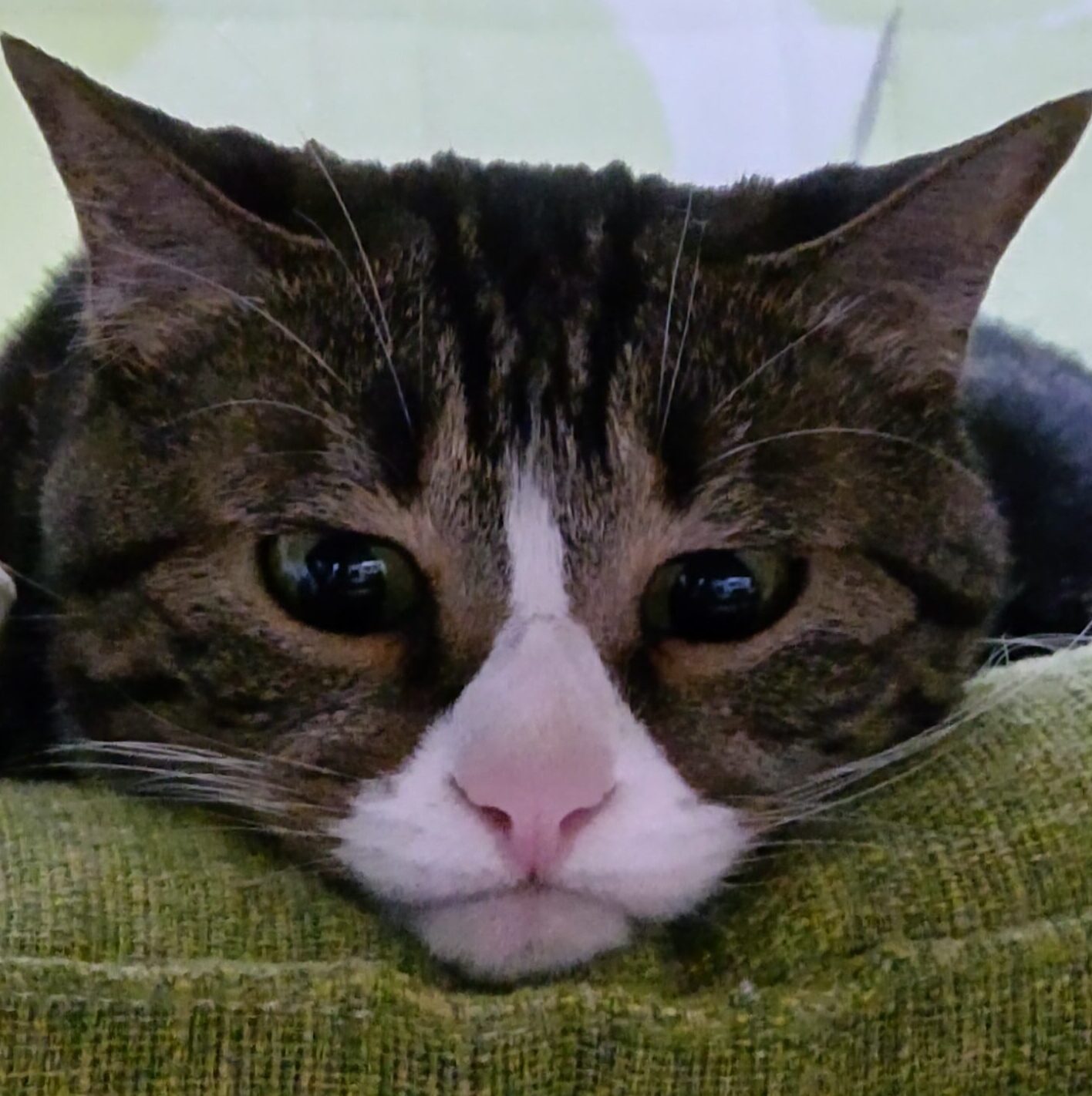 れもんちゃん