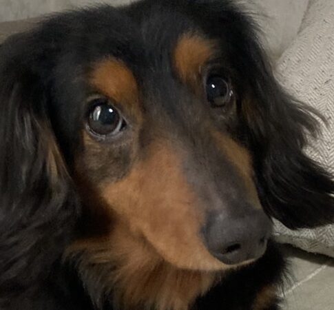 こころみたすペット思い出セレモニーにて葬儀したペットちゃん | 陽太くん