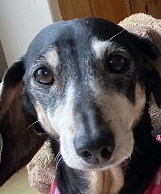 こころみたすペット思い出セレモニーにて葬儀したペットちゃん | ももちゃん