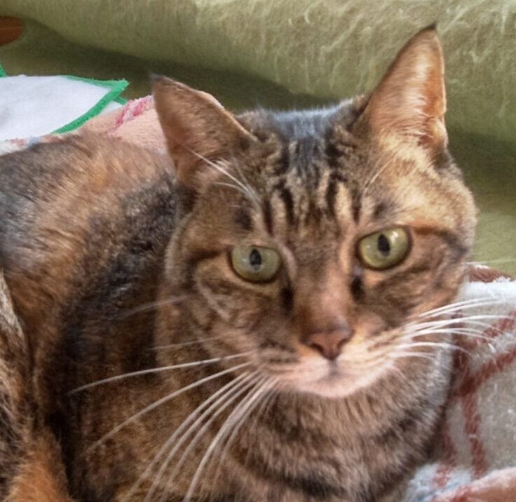 こころみたすペット思い出セレモニーにて葬儀したペットちゃん | コウメちゃん