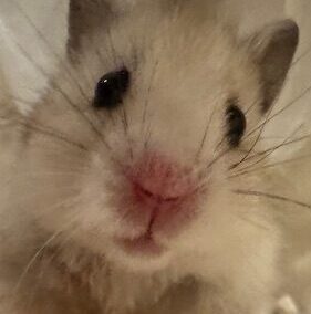 ウルフくん | こころみたす ペット思い出セレモニー
