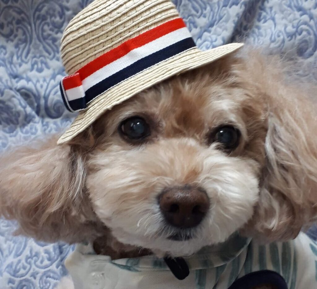 こころみたすペット思い出セレモニーにて葬儀したペットちゃん | ムックくん