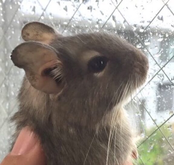 ちーちゃん | こころみたす ペット思い出セレモニー