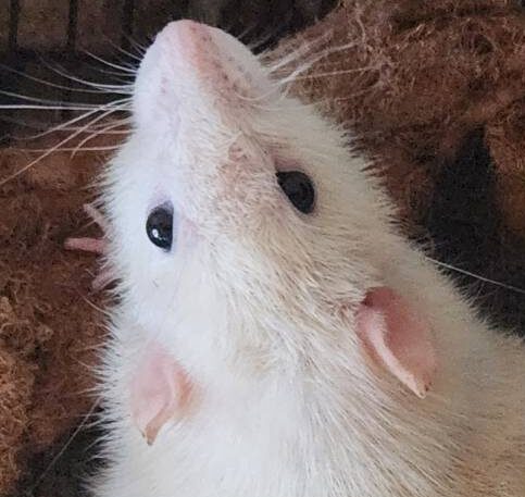 こころみたすペット思い出セレモニーにて葬儀したペットちゃん | チビちゃん