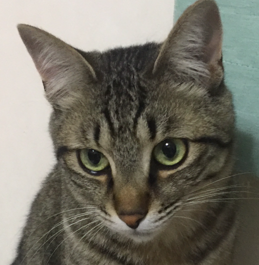 こころみたすペット思い出セレモニーにて葬儀したペットちゃん | サウザーくん