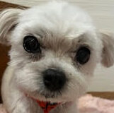 こころみたすペット思い出セレモニーにて葬儀したペットちゃん | ピイちゃん