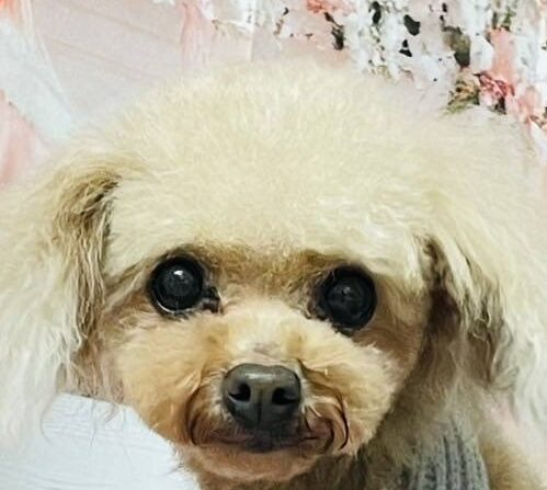 ココアちゃん | こころみたす ペット思い出セレモニー