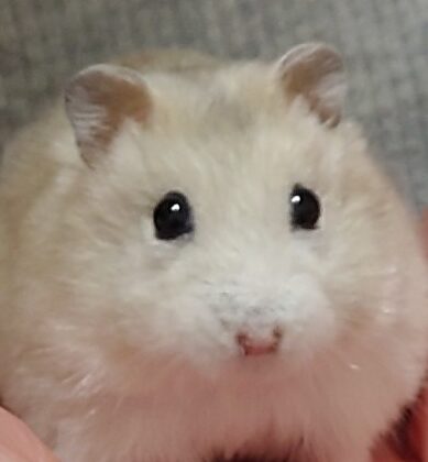 こころみたすペット思い出セレモニーにて葬儀したペットちゃん | きなこちゃん