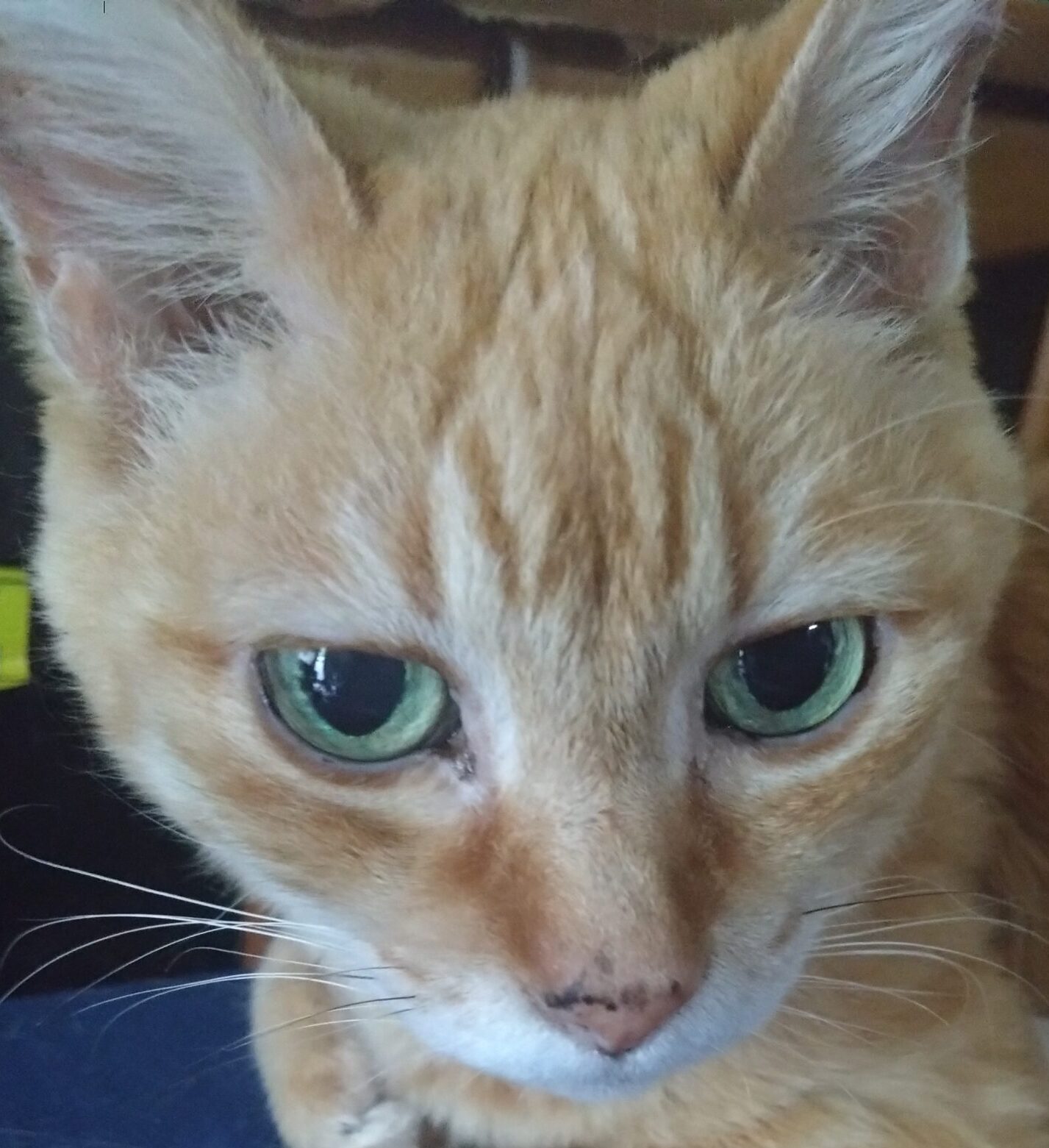 こころみたすペット思い出セレモニーにて葬儀したペットちゃん | ちゃーちゃん