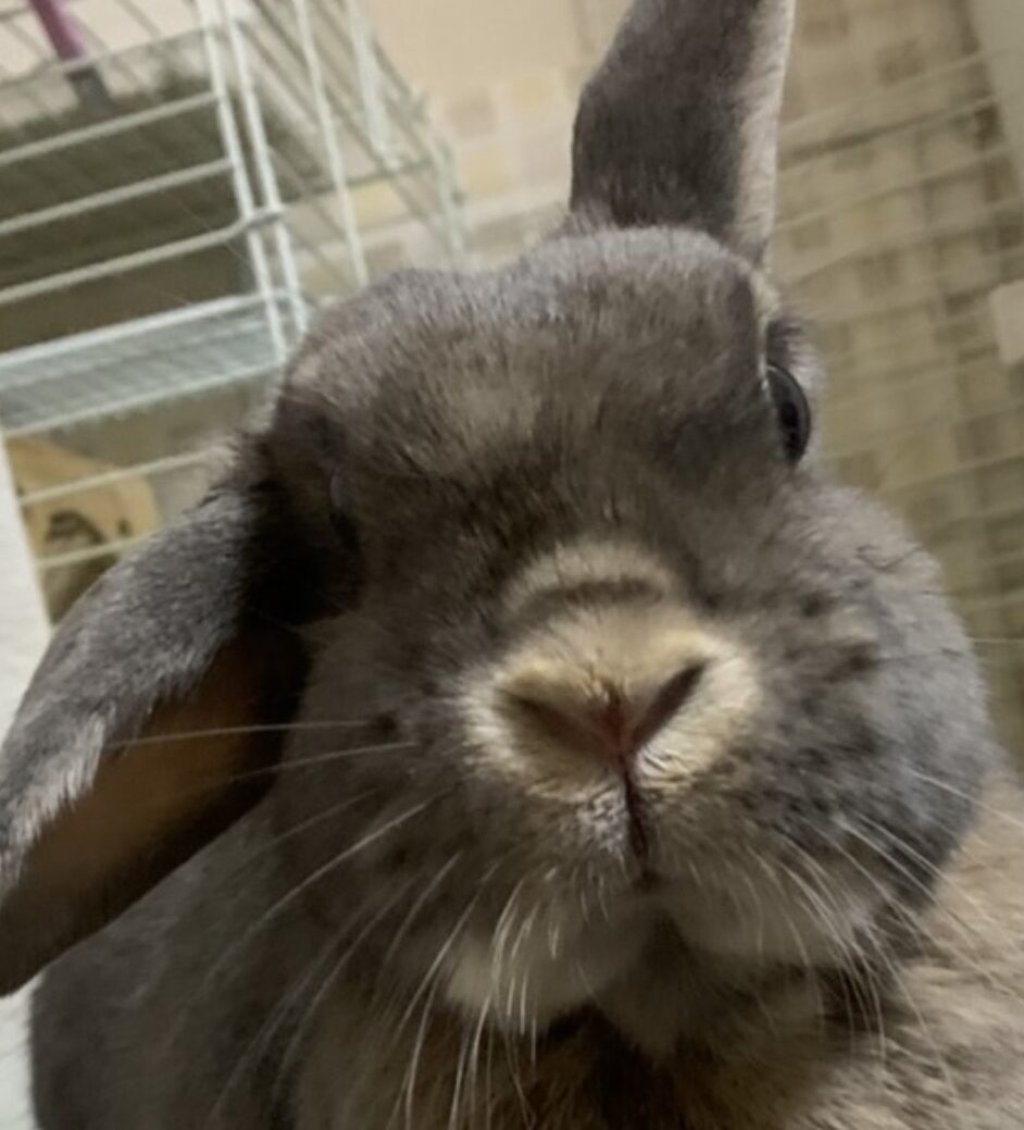 こころみたすペット思い出セレモニーにて葬儀したペットちゃん | ぽちゃまるちゃん