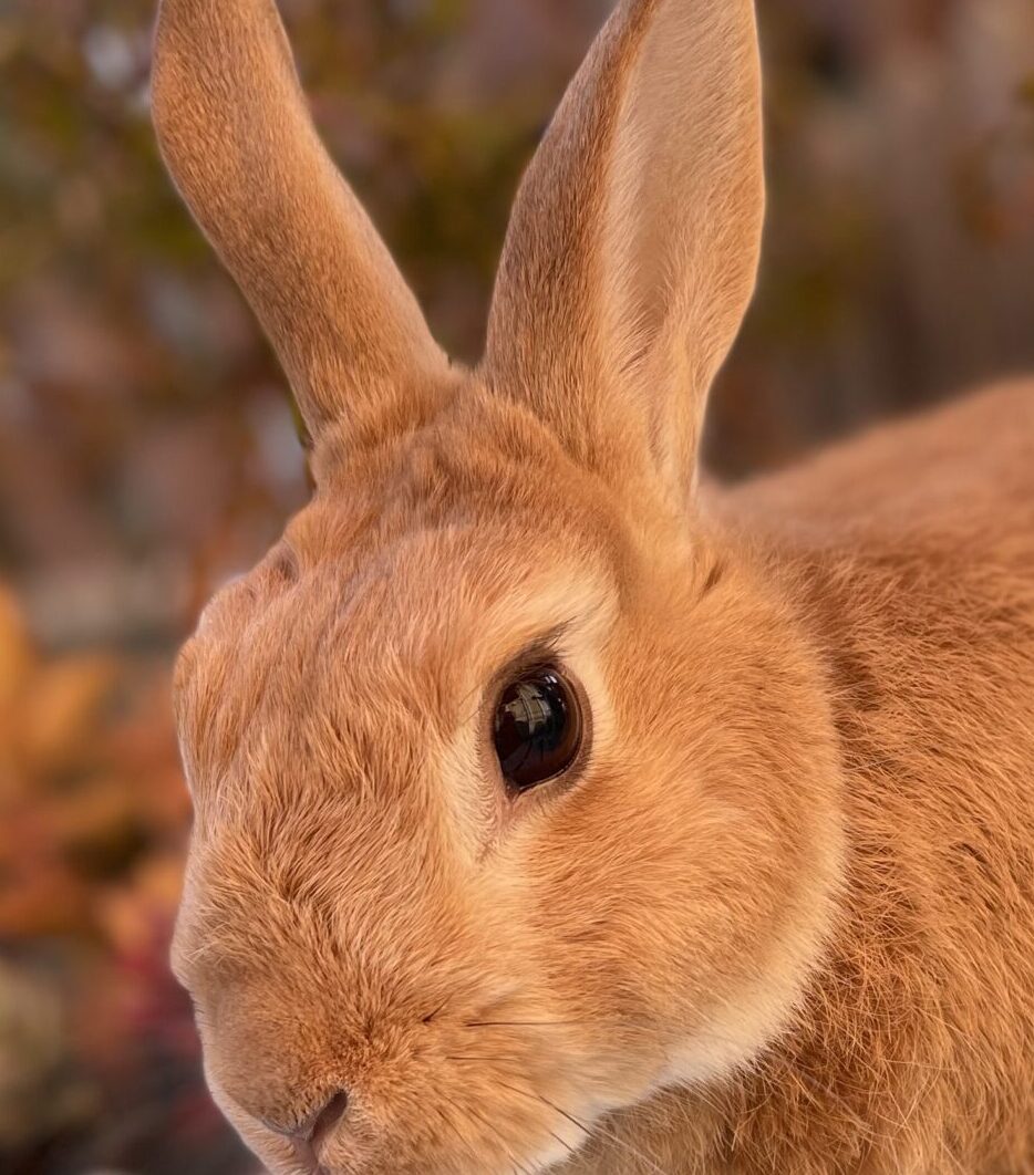 こころみたすペット思い出セレモニーにて葬儀したペットちゃん | コアくん
