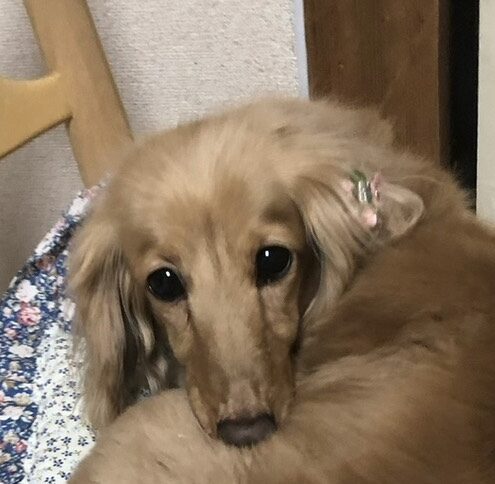 こころみたすペット思い出セレモニーにて葬儀したペットちゃん | リボンちゃん