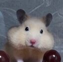 こころみたすペット思い出セレモニーにて葬儀したペットちゃん | ポテトちゃん