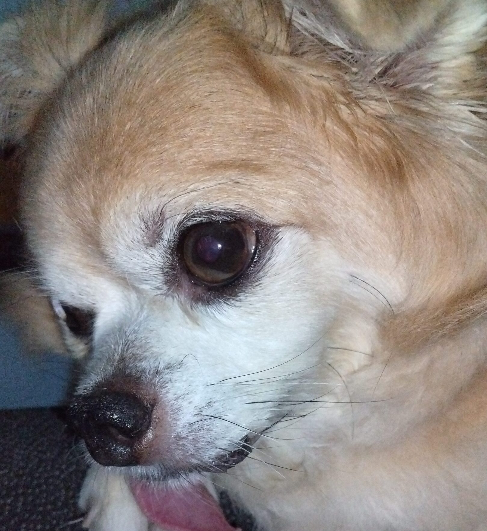 こころみたすペット思い出セレモニーにて葬儀したペットちゃん | 空くん