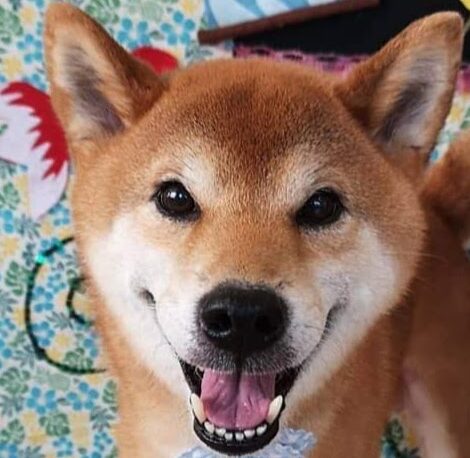 こころみたすペット思い出セレモニーにて葬儀したペットちゃん | ボルトくん