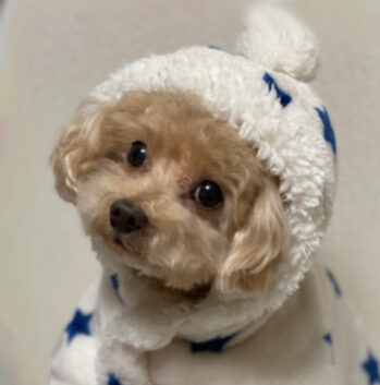 こころみたすペット思い出セレモニーにて葬儀したペットちゃん | りんくん