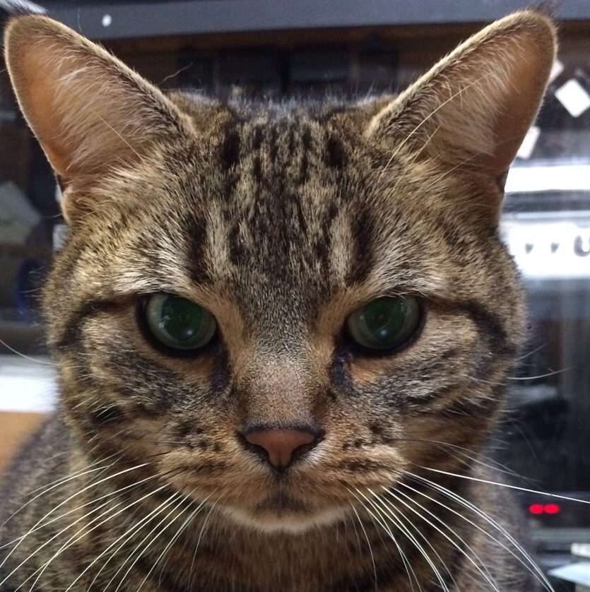 こころみたすペット思い出セレモニーにて葬儀したペットちゃん | アールくん