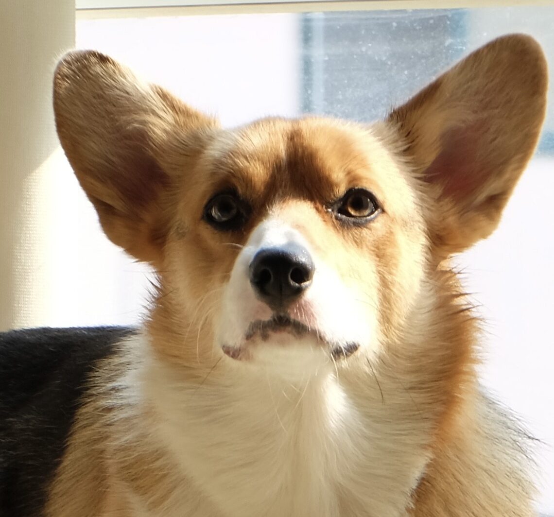 こころみたすペット思い出セレモニーにて葬儀したペットちゃん | WAIWAIちゃん