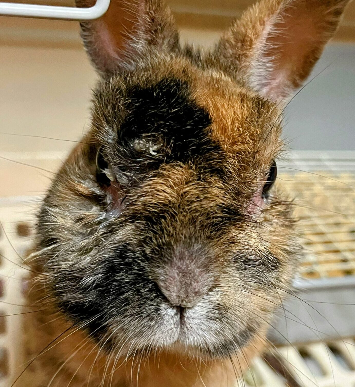 こころみたすペット思い出セレモニーにて葬儀したペットちゃん | クッキーくん