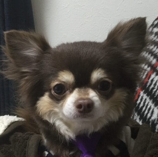 こころみたすペット思い出セレモニーにて葬儀したペットちゃん | ロイくん