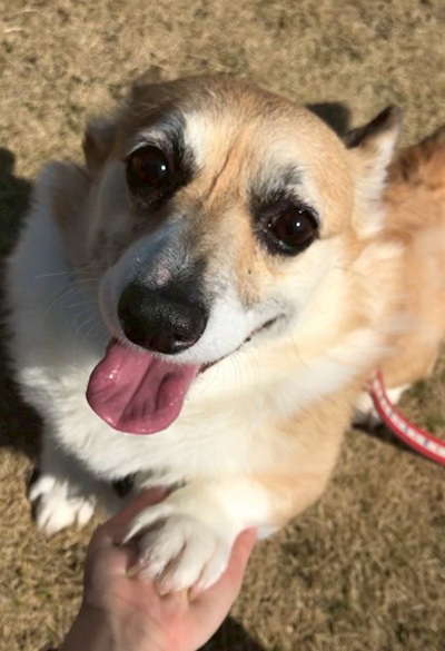 こころみたすペット思い出セレモニーにて葬儀したペットちゃん | ポテトちゃん