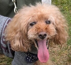 こころみたすペット思い出セレモニーにて葬儀したペットちゃん | キャラくん