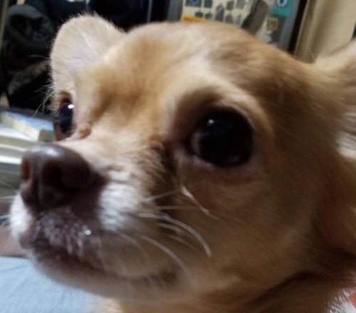 こころみたすペット思い出セレモニーにて葬儀したペットちゃん | れおくん