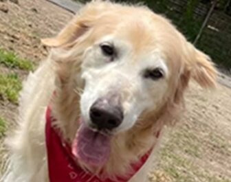 こころみたすペット思い出セレモニーにて葬儀したペットちゃん | りんちゃん